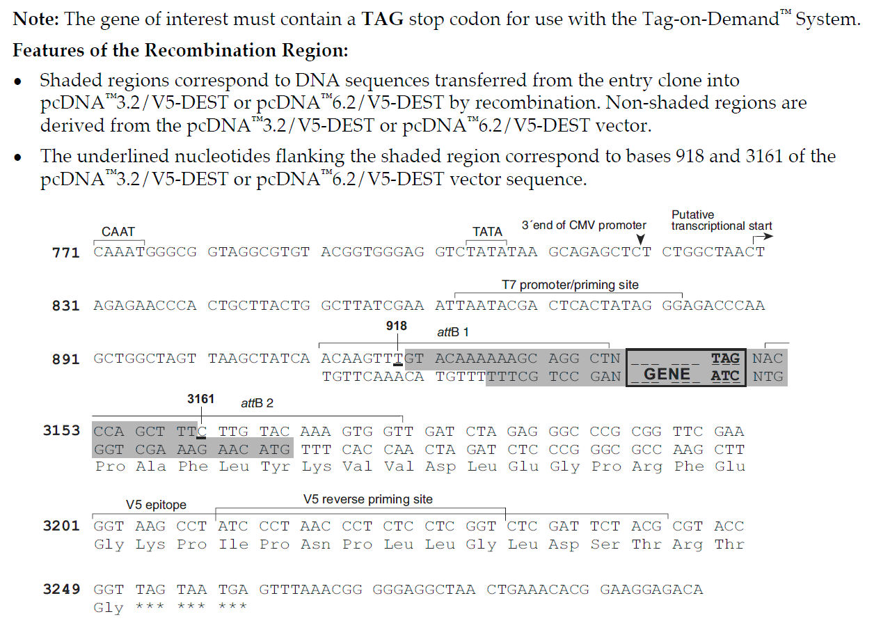 pcDNA3.2-V5-DEST载体加标签 重组位点 点击看大图 pcDNA3.2-V5-DEST加标签 重组位点